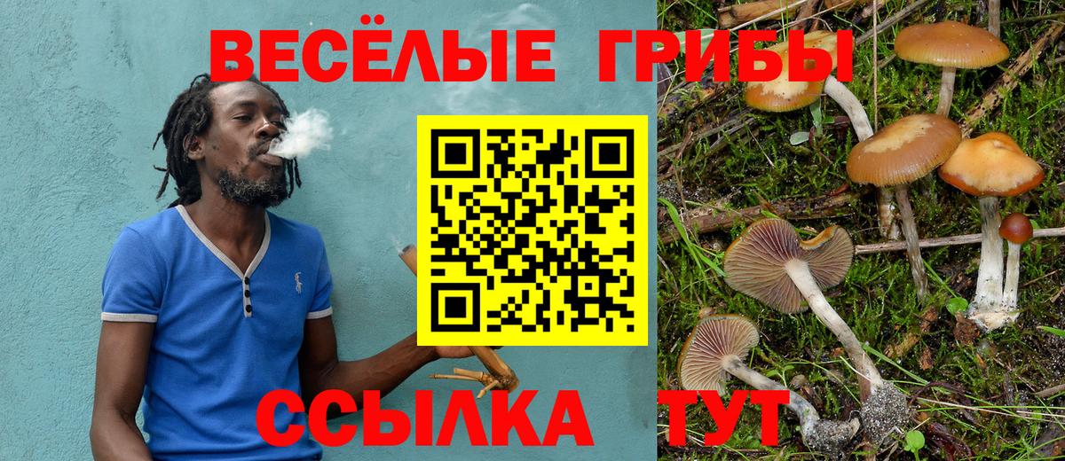 Псилоцибиновые грибы Psilocybine cubensis Шебекино